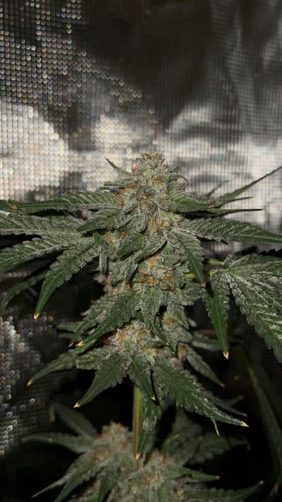 Cannabis plant image