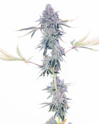 Cannabis image