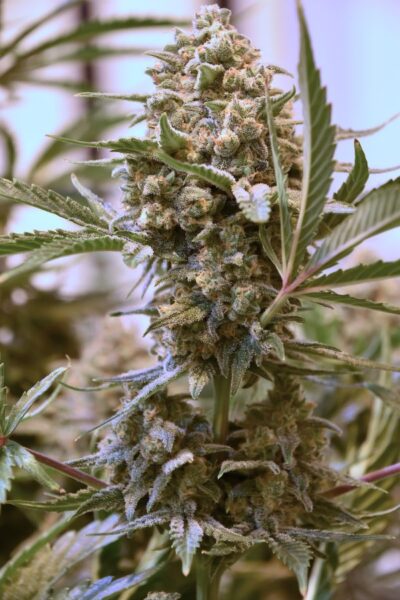 Image of a cannabis plant