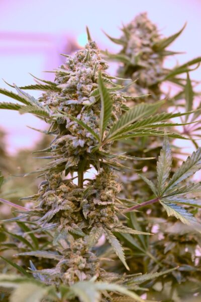 Image of a cannabis plant