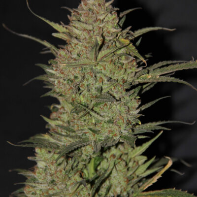Original OG Kush Auto | Fast Buds | FEM Autoflower Seeds