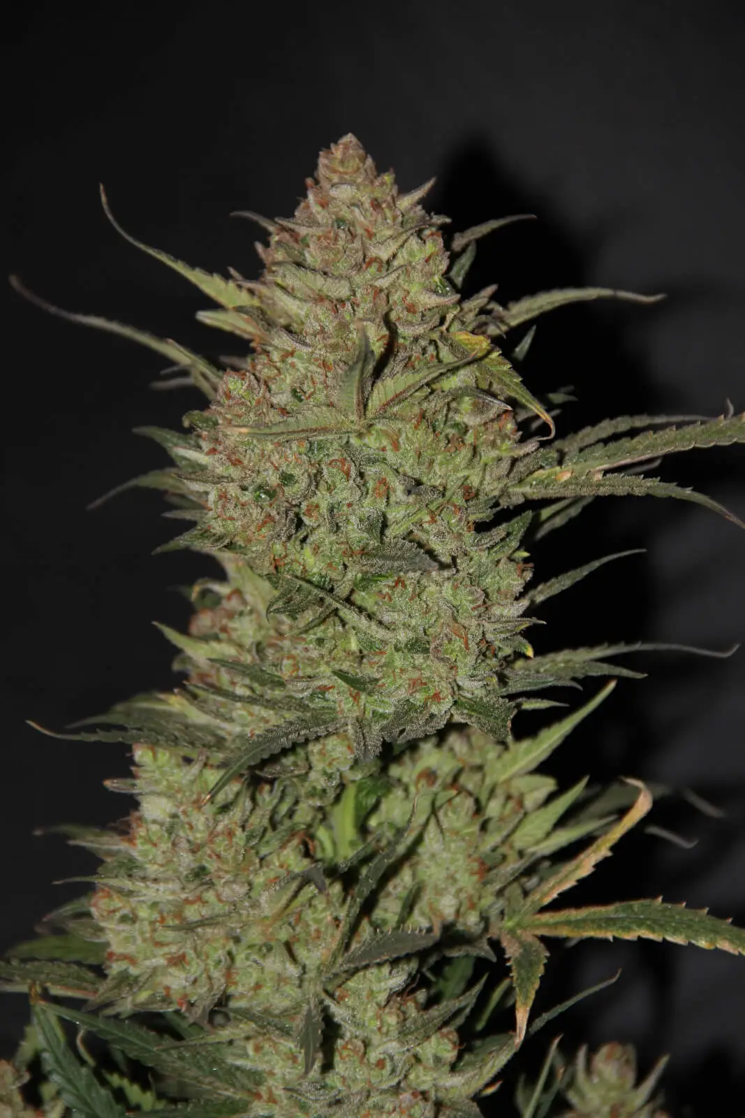 Original OG Kush Auto | Fast Buds | FEM Autoflower Seeds