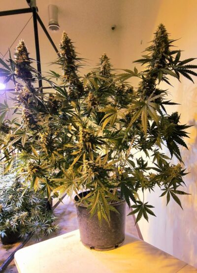 Image of a cannabis plant speed run seeds boss battle auto fem