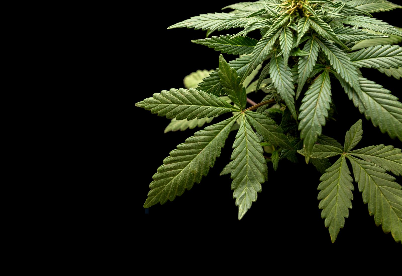 Image of Sativa cannabis leaves