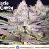 Miracle Candy – Seed Canary Genetics