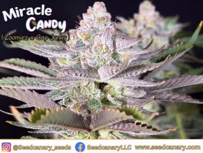 Miracle Candy – Seed Canary Genetics