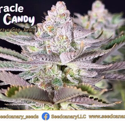 Miracle Candy – Seed Canary Genetics