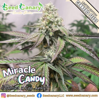 Miracle Candy – Seed Canary Genetics