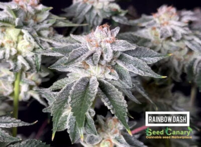 Rainbow Dash – Seed Canary Genetics