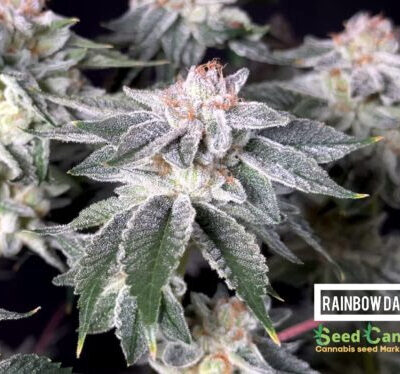 Rainbow Dash – Seed Canary Genetics