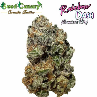 Rainbow Dash – Seed Canary Genetics