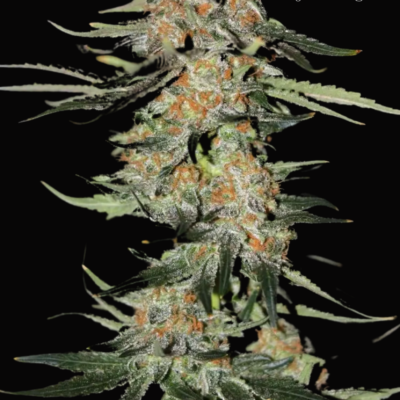 Blue Moon just a handfull of seeds cannabis seeds fem photo