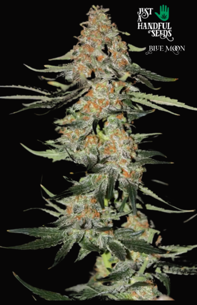 Blue Moon just a handfull of seeds cannabis seeds fem photo