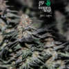 Blue Moon just a handfull of seeds cannabis seeds fem photo