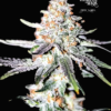 Blue Moon just a handfull of seeds cannabis seeds fem photo