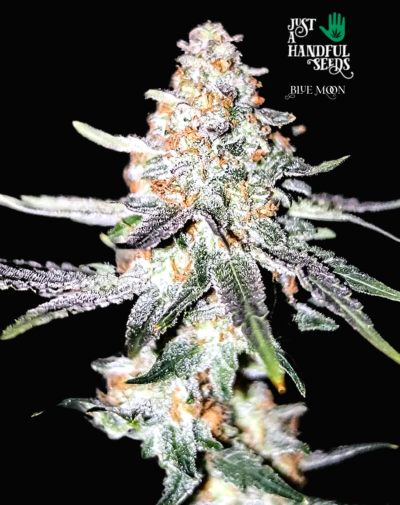 Blue Moon just a handfull of seeds cannabis seeds fem photo