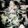 Blue Moon just a handfull of seeds cannabis seeds fem photo