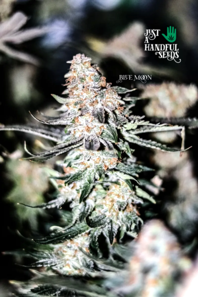 Blue Moon just a handfull of seeds cannabis seeds fem photo