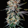 Blue Moon just a handfull of seeds cannabis seeds fem photo