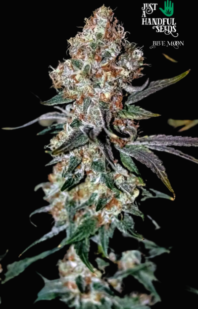 Blue Moon just a handfull of seeds cannabis seeds fem photo