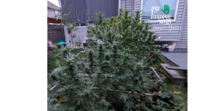 Frisian Sweet just a handfull of seeds cannabis seeds fem photo