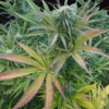 Frisian Sweet just a handfull of seeds cannabis seeds fem photo