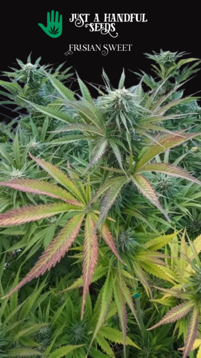 Frisian Sweet just a handfull of seeds cannabis seeds fem photo