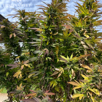 Frisian Sweet just a handfull of seeds cannabis seeds fem photo