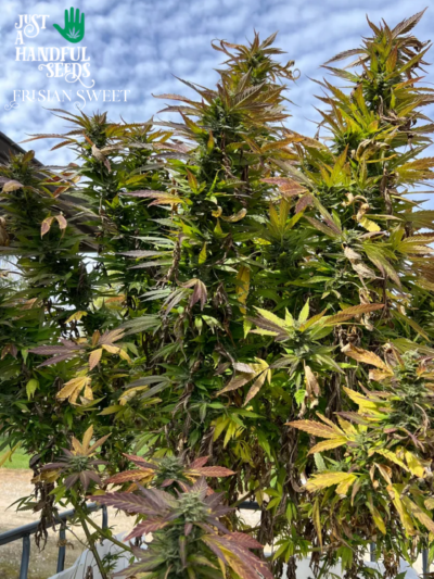 Frisian Sweet just a handfull of seeds cannabis seeds fem photo