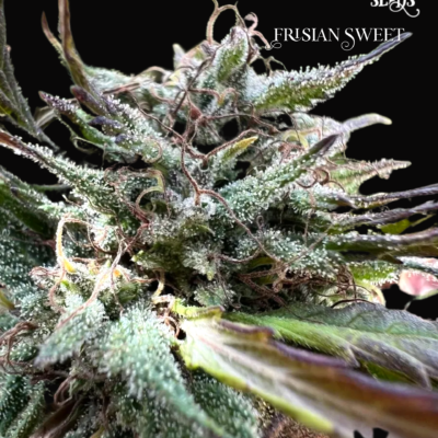 Frisian Sweet just a handfull of seeds cannabis seeds fem photo