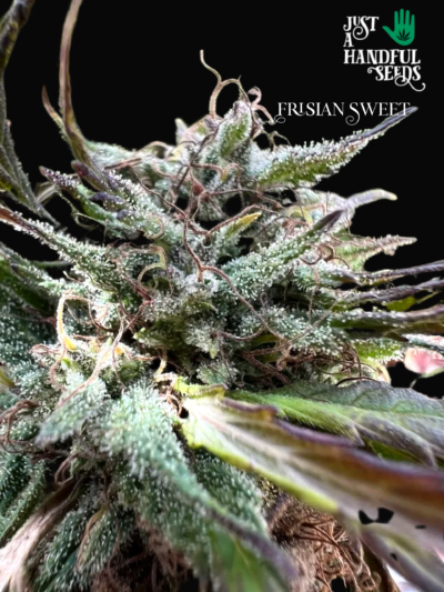 Frisian Sweet just a handfull of seeds cannabis seeds fem photo