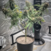 Frisian Sweet just a handfull of seeds cannabis seeds fem photo