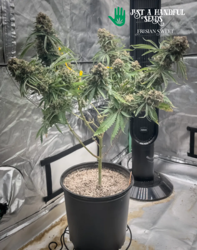 Frisian Sweet just a handfull of seeds cannabis seeds fem photo