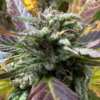 Frisian Sweet just a handfull of seeds cannabis seeds fem photo