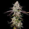 Mephisto ToofDa Cake Autoflower Cannabis Seed