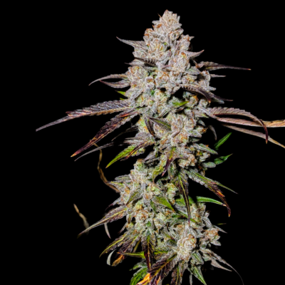 Mephisto ToofDa Cake Autoflower Cannabis Seed