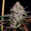 Mephisto ToofDa Cake Autoflower Cannabis Seed