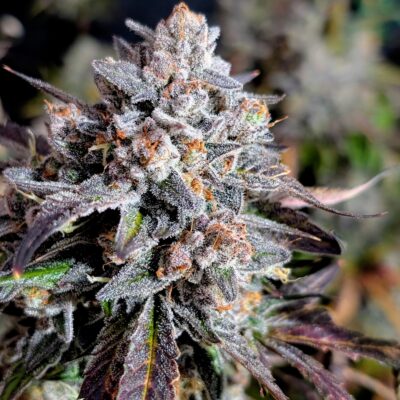 Mephisto ToofDa Cake Autoflower Cannabis Seed