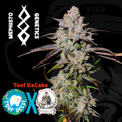 Mephisto ToofDa Cake Autoflower Cannabis Seed