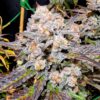 Mephisto ToofDa Cake Autoflower Cannabis Seed