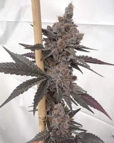 Paradiso solfire gardens photo fem cannabis seed
