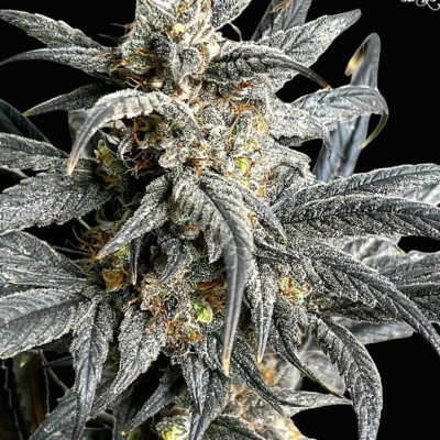 Romulan Rocket just a handfull of seeds cannabis seeds fem photo