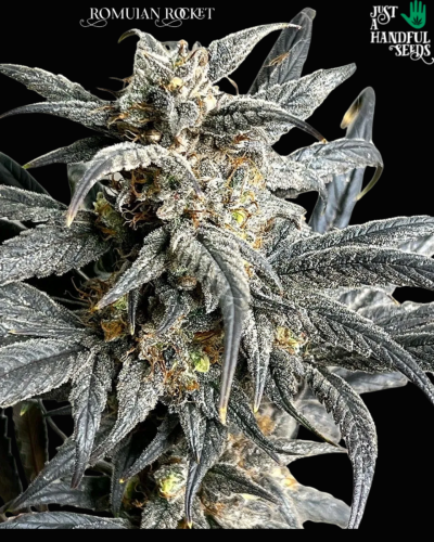 Romulan Rocket just a handfull of seeds cannabis seeds fem photo