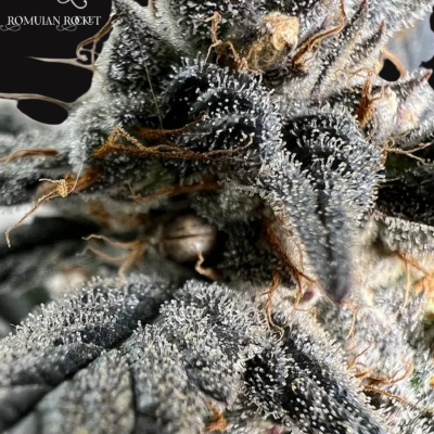 Romulan Rocket just a handfull of seeds cannabis seeds fem photo