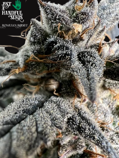 Romulan Rocket just a handfull of seeds cannabis seeds fem photo