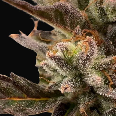 SWEET Blue Sputty just a handfull of seeds cannabis seeds fem photo