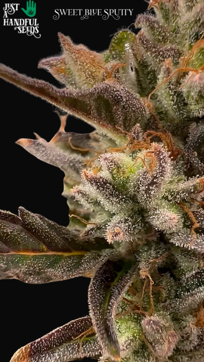 SWEET Blue Sputty just a handfull of seeds cannabis seeds fem photo