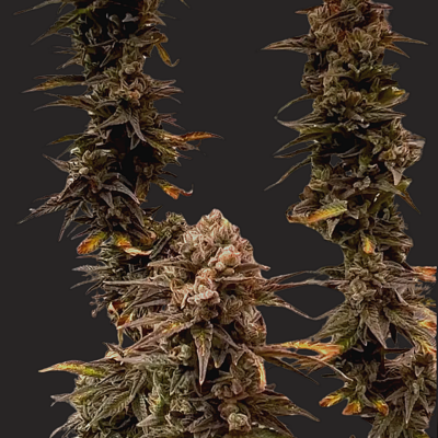 SWEET Blue Sputty just a handfull of seeds cannabis seeds fem photo