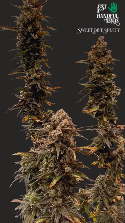 SWEET Blue Sputty just a handfull of seeds cannabis seeds fem photo