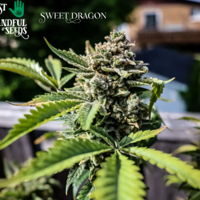 Sweet Dragon just a handfull of seeds cannabis seeds fem photo